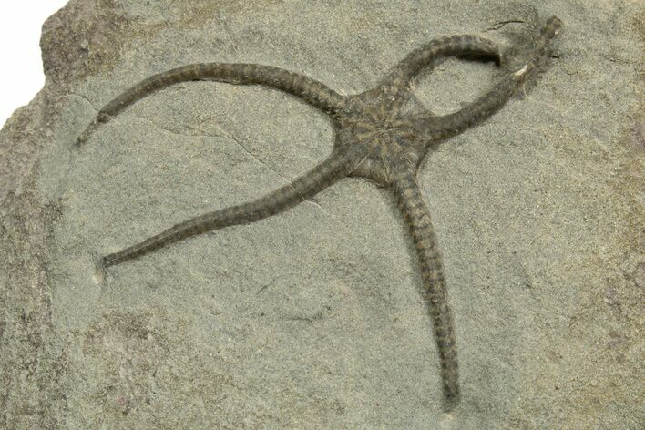 Detailed, Jurassic Brittle Star (Palaeocoma) - England #316871